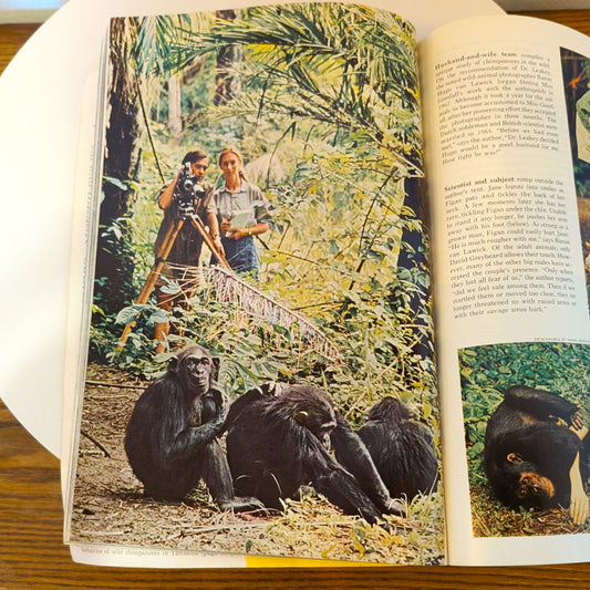 Jane Goodall National Geographic December 1965 Issue Chimpanzee
