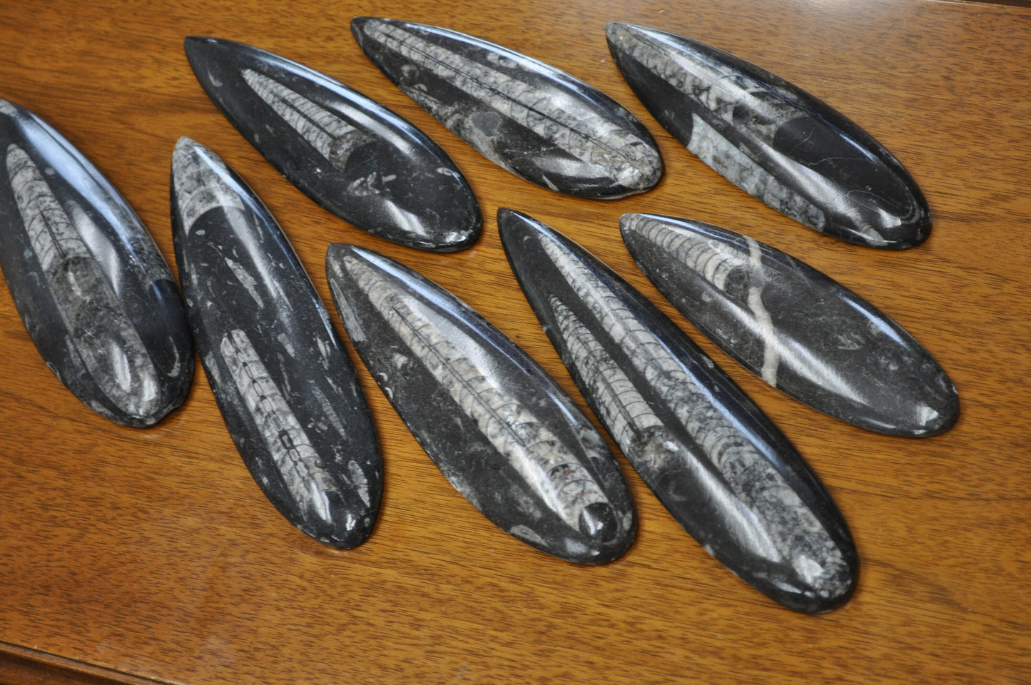 Giant Polished Orthoceras Fossils - Larger Size 6-9 Inches - Beautiful Straight Horn Fossils - Genuine Orthoceras Fossils
