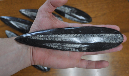 Giant Polished Orthoceras Fossils - Larger Size 6-9 Inches - Beautiful Straight Horn Fossils - Genuine Orthoceras Fossils