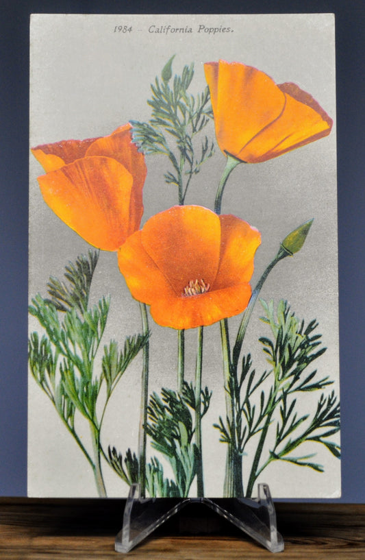 1910s Edward H. Mitchell California Poppies Illustration Postcard - Botanical Series, No. 1984 - Antique California Poppies Drawing Postcard