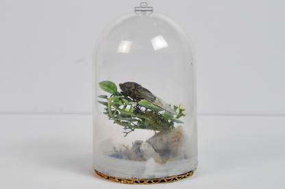 Real Cicada Taxidermy Insect Terrarium Display in Glass Dome - Insect Oddity Miniature Terrarium Cicada