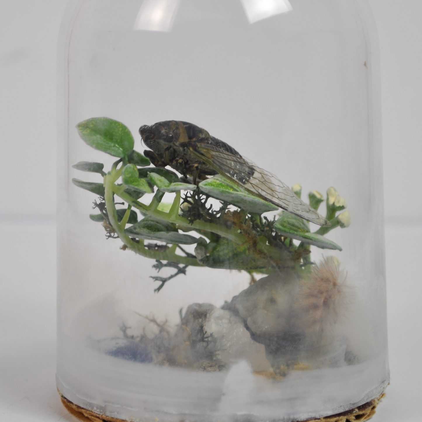 Real Cicada Taxidermy Insect Terrarium Display in Glass Dome - Insect Oddity Miniature Terrarium Cicada