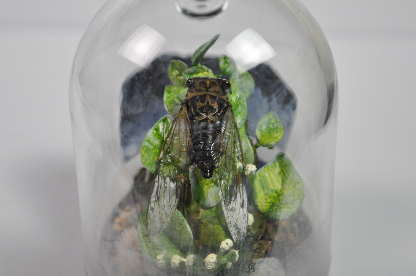 Real Cicada Taxidermy Insect Terrarium Display in Glass Dome - Insect Oddity Miniature Terrarium Cicada