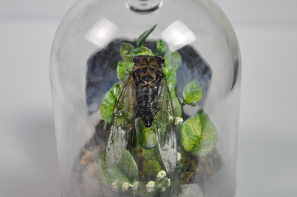 Real Cicada Taxidermy Insect Terrarium Display in Glass Dome - Insect Oddity Miniature Terrarium Cicada