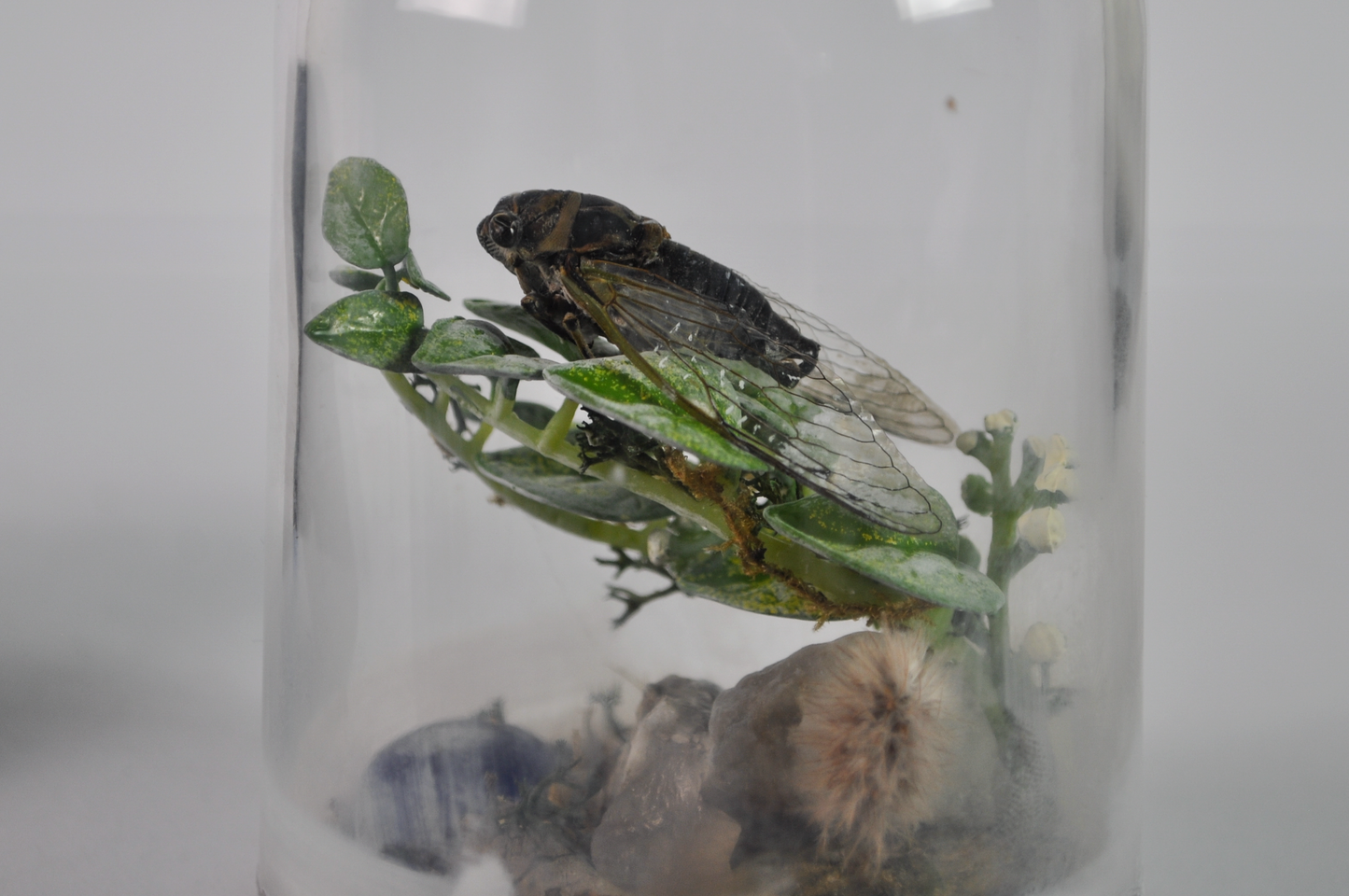 Real Cicada Taxidermy Insect Terrarium Display in Glass Dome - Insect Oddity Miniature Terrarium Cicada