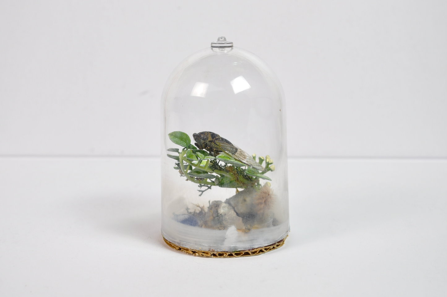 Real Cicada Taxidermy Insect Terrarium Display in Glass Dome - Insect Oddity Miniature Terrarium Cicada