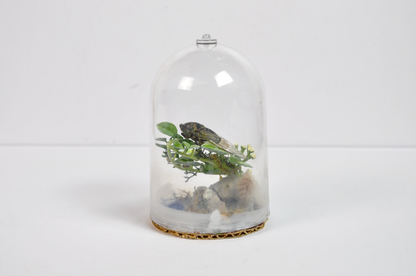 Real Cicada Taxidermy Insect Terrarium Display in Glass Dome - Insect Oddity Miniature Terrarium Cicada
