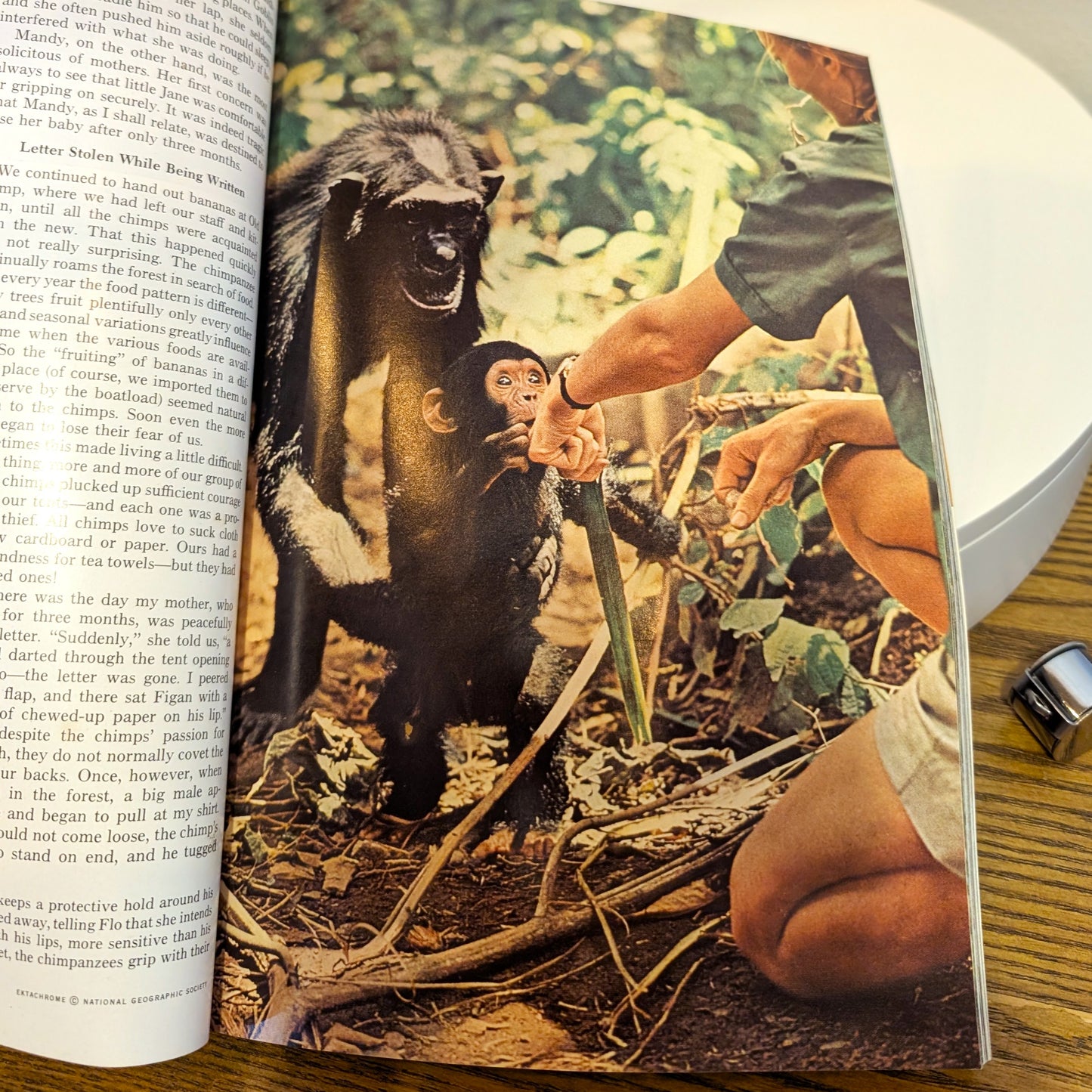 Jane Goodall National Geographic December 1965 Issue Chimpanzee