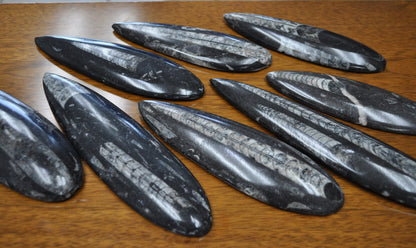 Giant Polished Orthoceras Fossils - Larger Size 6-9 Inches - Beautiful Straight Horn Fossils - Genuine Orthoceras Fossils