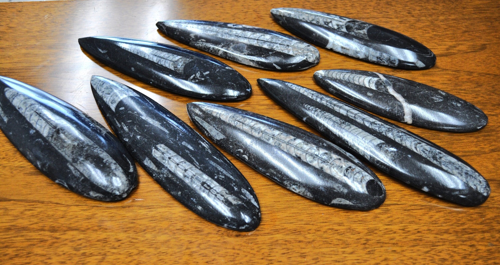 Giant Polished Orthoceras Fossils - Larger Size 6-9 Inches - Beautiful Straight Horn Fossils - Genuine Orthoceras Fossils