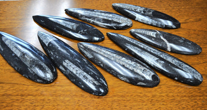 Giant Polished Orthoceras Fossils - Larger Size 6-9 Inches - Beautiful Straight Horn Fossils - Genuine Orthoceras Fossils