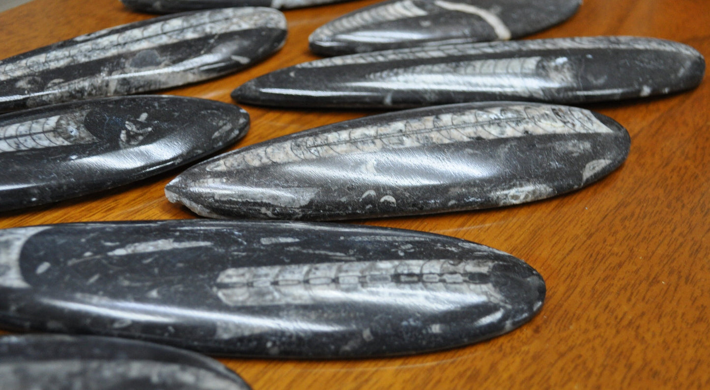 Giant Polished Orthoceras Fossils - Larger Size 6-9 Inches - Beautiful Straight Horn Fossils - Genuine Orthoceras Fossils