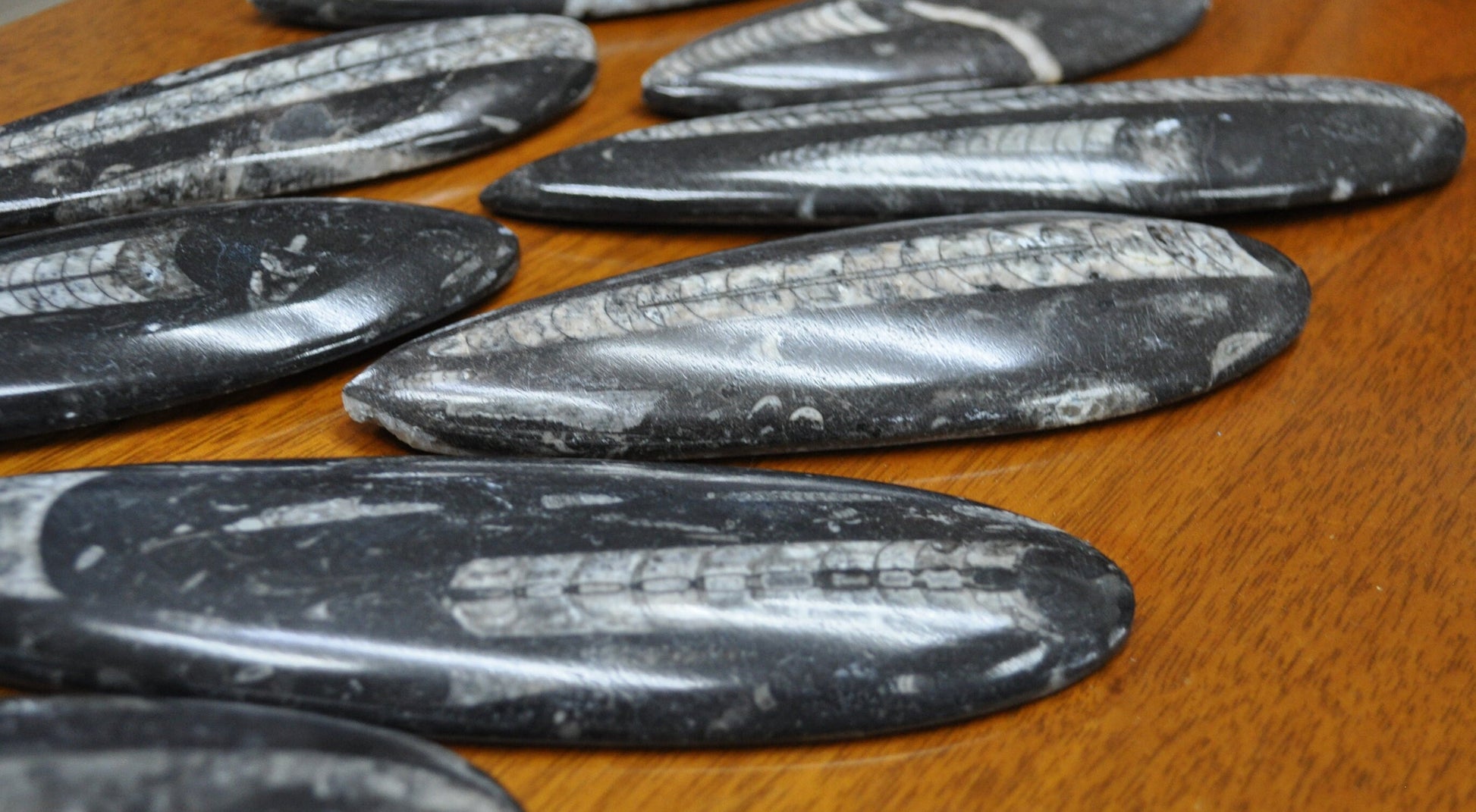 Giant Polished Orthoceras Fossils - Larger Size 6-9 Inches - Beautiful Straight Horn Fossils - Genuine Orthoceras Fossils