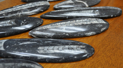 Giant Polished Orthoceras Fossils - Larger Size 6-9 Inches - Beautiful Straight Horn Fossils - Genuine Orthoceras Fossils