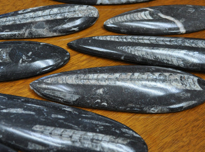 Giant Polished Orthoceras Fossils - Larger Size 6-9 Inches - Beautiful Straight Horn Fossils - Genuine Orthoceras Fossils