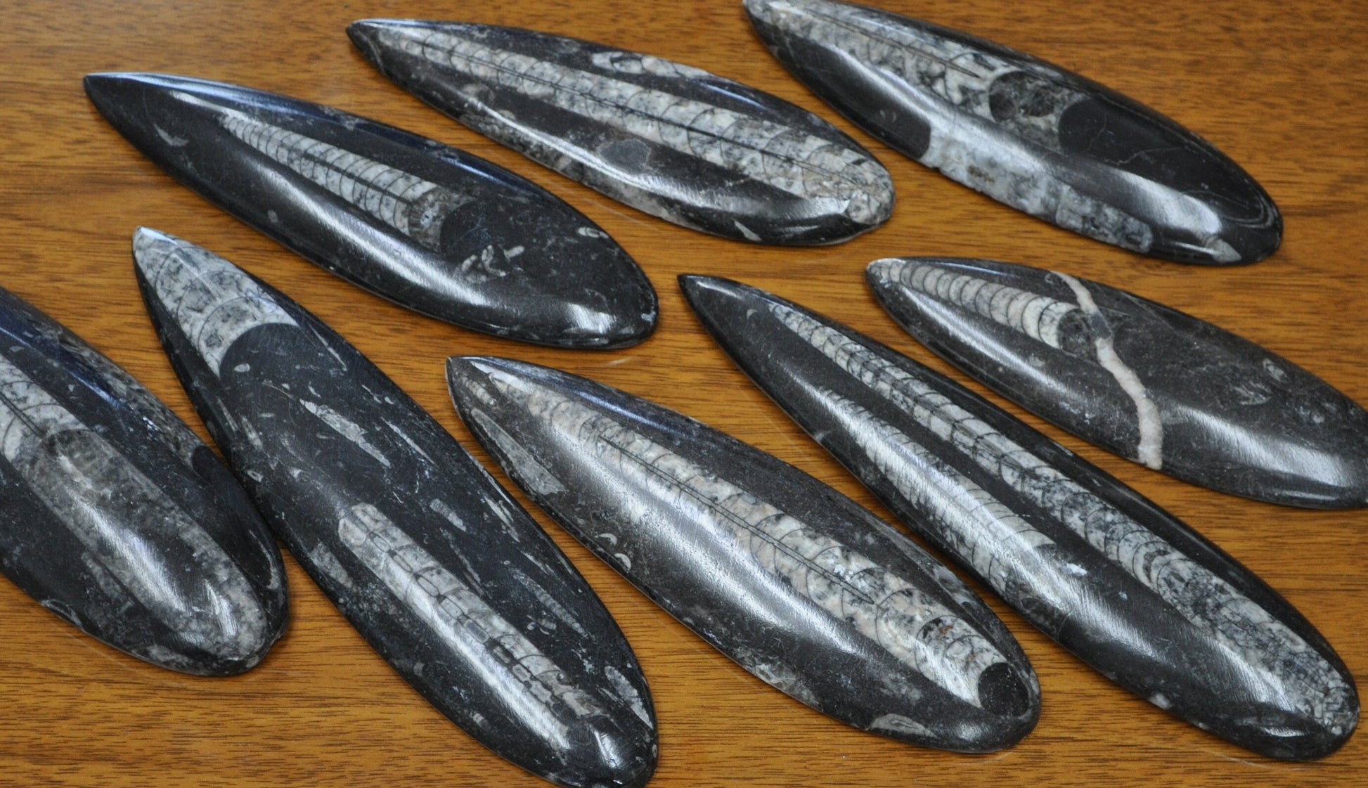 Giant Polished Orthoceras Fossils - Larger Size 6-9 Inches - Beautiful Straight Horn Fossils - Genuine Orthoceras Fossils