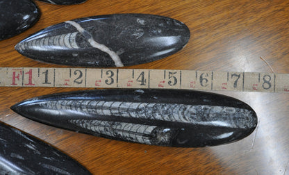 Giant Polished Orthoceras Fossils - Larger Size 6-9 Inches - Beautiful Straight Horn Fossils - Genuine Orthoceras Fossils