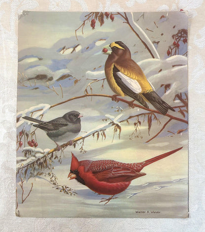 Walter A. Weber Vintage Bird Print 1933 Evening Grosbeak, Slate-Colored Junco, and Cardinal - Vintage Walter Weber Art Print: Grosbeak, Junc